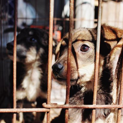 ONG diz que 10 milhões de cães são abatidos anualmente na China