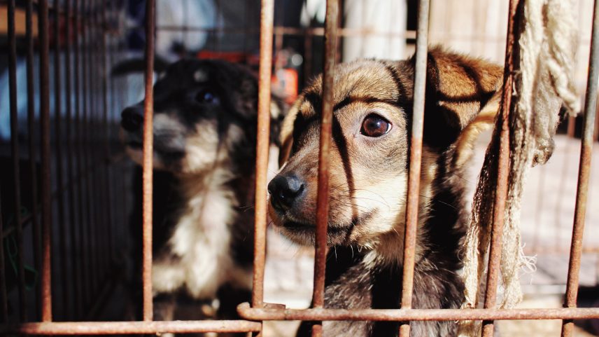 Pets costumam ser amontoados em gaiolas e transportados por horas até matadouros