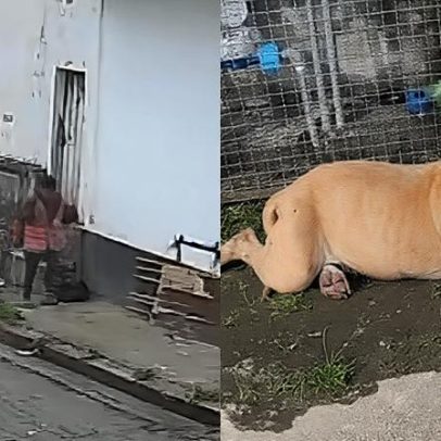 Moradores denunciam abandono de Pit Bull em Contagem, Grande BH
