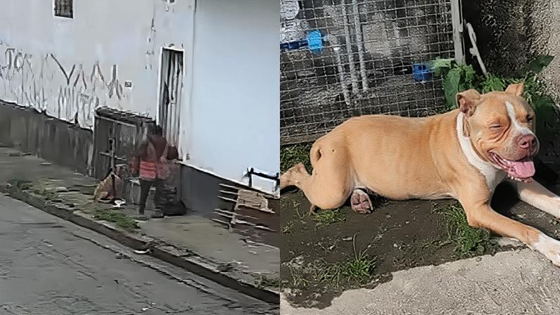 Circuito flagra homem abandonando Pit Bull em Contagem, na Grande BH