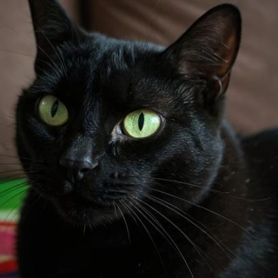 Milu, o gato que virou febre na internet ao acertar placares da Copa