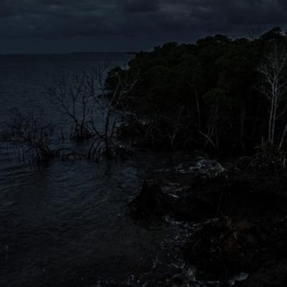 Elevação dos oceanos pode transformar manguezais em emissores de carbono