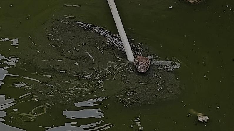 Criadouro de jacarés é encontrado no Rio de Janeiro