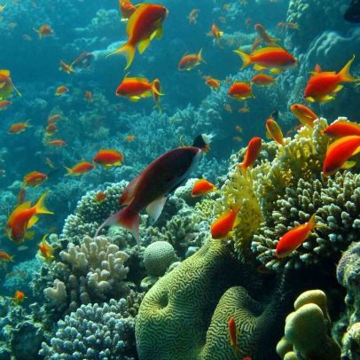 Oceanos mais ácidos reduzem cardumes e ameaçam peixes de recife
