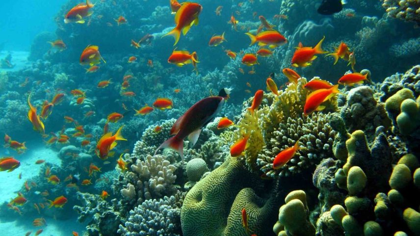 Oceanos mais ácidos estão reduzindo cardumes e alterando comportamento social de peixes recifais. (Imagem: Getty Images via Canva)