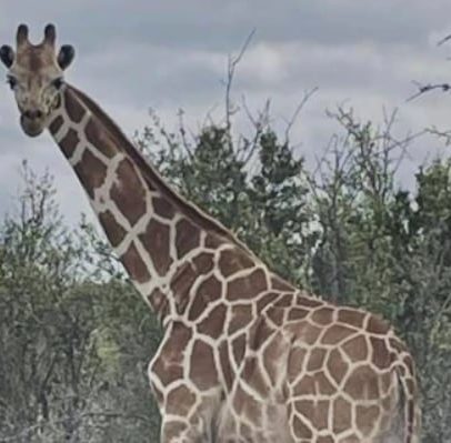 Girafa encontrada nos EUA após operação de busca com recompensa de R$ 25 mil