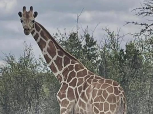 Girafa foi encontrada a 6,5 quilômetros da propriedade onde vivia