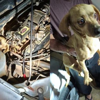 Cachorro caramelo é salvo pelos bombeiros após ficar preso no motor de carro