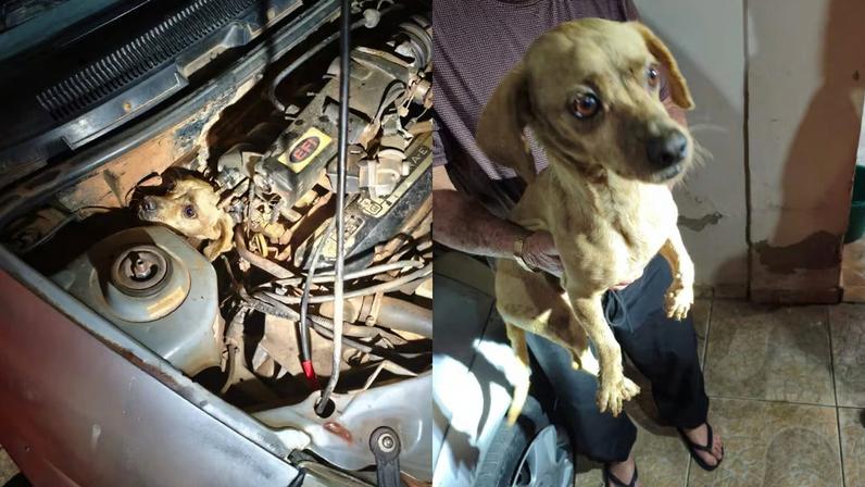 Animal foi resgatado em segurança pelo Corpo de Bombeiros