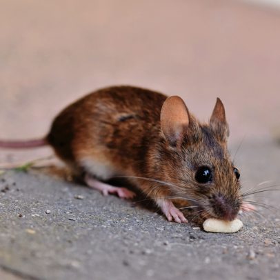 Estudo mostra ratos com mutações e resistência a venenos