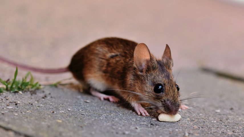 Estudo analisou 147 camundongos e 143 ratos-noruegueses