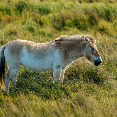 Chernobyl ajuda a proteger animais raros após desastre nuclear
