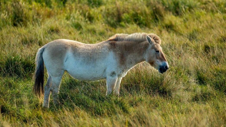 Cavalos-de-przewalski foram fotografados mais de mil vezes próximo à região pesquisada