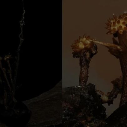 Descobrem parasita que consome fungos que transformam insetos em zumbis