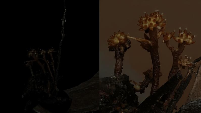 Fungo Pleurocordyceps cornusynnemata tem estrutura característica em forma de chifre
