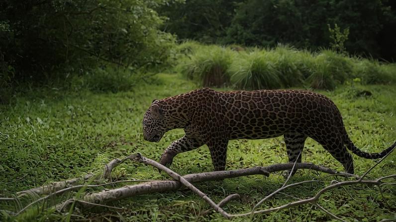 Busca para reconectar a floresta tropical ameaçada da África Ocidental