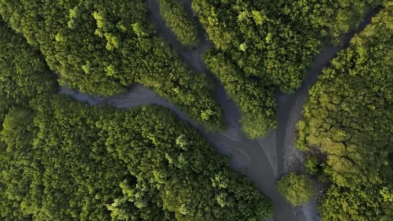 STJ analisa caso sobre aterro e despejo irregular de entulhos em área de mangue; na imagem, manguezal na Baía de Guanabara