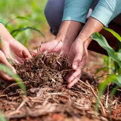 SLC Agrícola aposta em solo saudável para safra mais forte