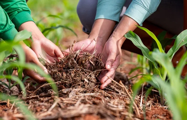 Agricultura regenerativa: SLC Agrícola combina manejo do solo, bioinsumos e tecnologia para elevar produtividade e resiliência climática. (SLC AGRÍCOLA/Divulgação)
