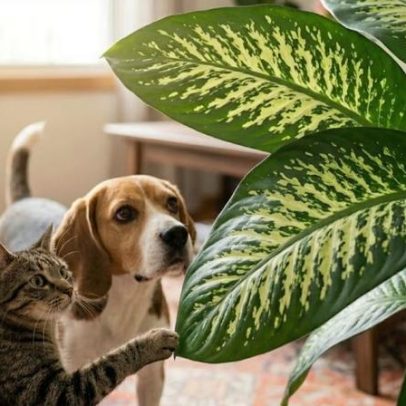 Uma única folha de planta comum pode ser fatal a pets