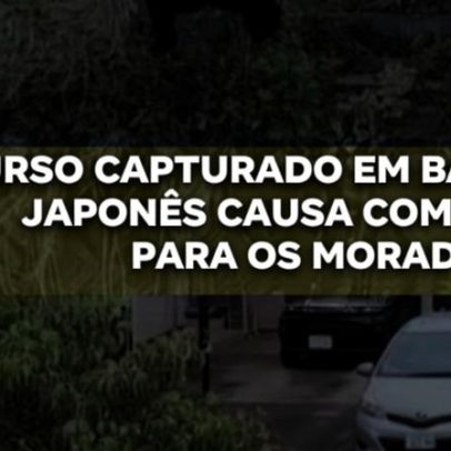 Urso é capturado em bairro e encaminhado para manejo de fauna