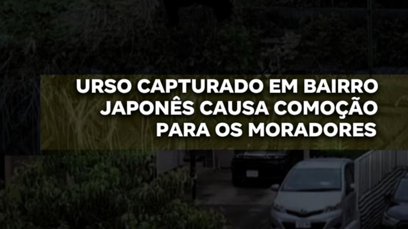 Urso é capturado em bairro e encaminhado para manejo de fauna