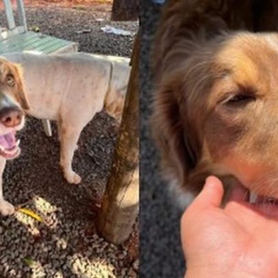 Cão comunitário é encontrado morto com sinais de maus-tratos em Caiuá, SP