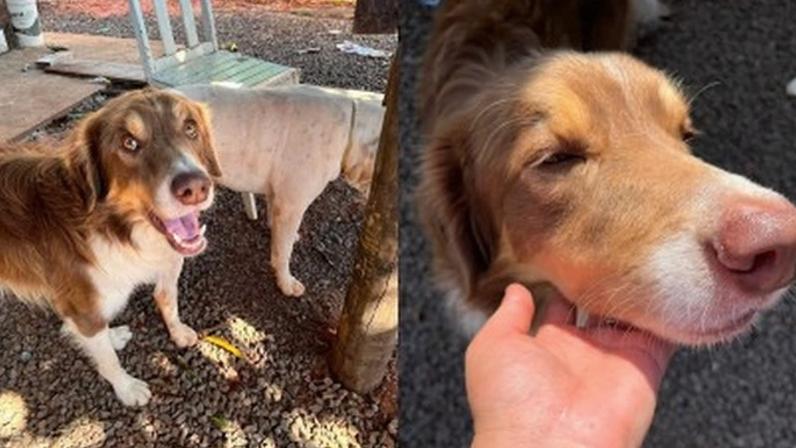 Apelidado de Odim, o cão comunitário foi encontrado morto na centro de Caiuá, com um galho na boca