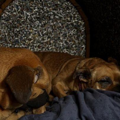 Quem são os responsáveis pela morte do cão comunitário Maninho em SC?
