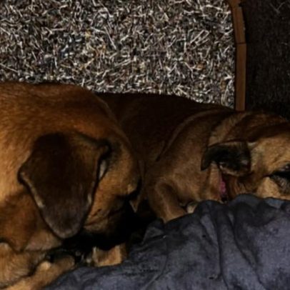 Polícia investiga morte de cão comunitário em Balneário Camboriú após caso Orelha