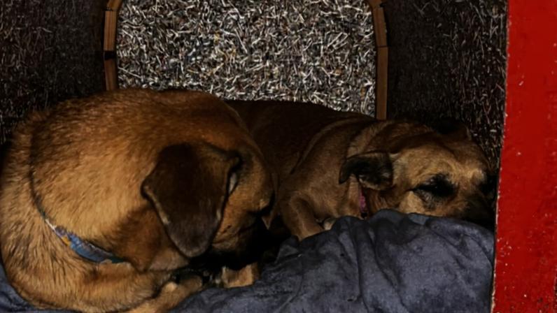 Cão Maninho, que vivia na Praia do Estaleiro, em Balneário Camboriú, morreu após uma semana internado com ferimentos graves, e a Polícia Civil apura o episódio como suspeita de maus‑tratos. (Foto: Patrícia Ferreira/Divulgação Prefeitura de Balneário Camboriú)