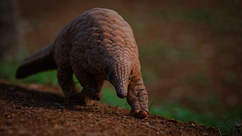 An Indian pangolin in India