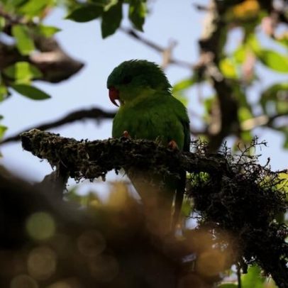 Papagaio perdido é redescoberto em pico remoto da Indonésia