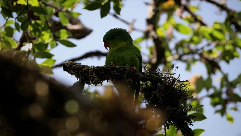 Papagaio perdido é redescoberto em pico remoto da Indonésia