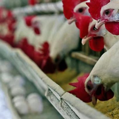 Brasil registra alta nas exportações de frango e prevê recuperação de preços, diz JP Morgan