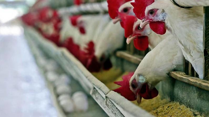 Brasil registra alta nas exportações de frango e prevê recuperação de preços, diz JP Morgan