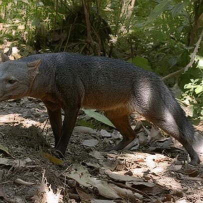 Cão fantasma: população da espécie misteriosa é maior, diz estudo