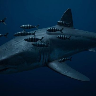 Imagens raras de tubarão-branco no Mediterrâneo captadas por mergulhador misterioso