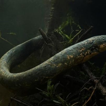 Peixe elétrico produz choques que podem paralisar humanos