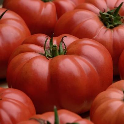 5 novos tomates para ficar de olho neste verão