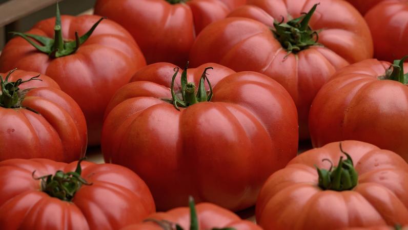 5 novos tomates para ficar de olho neste verão