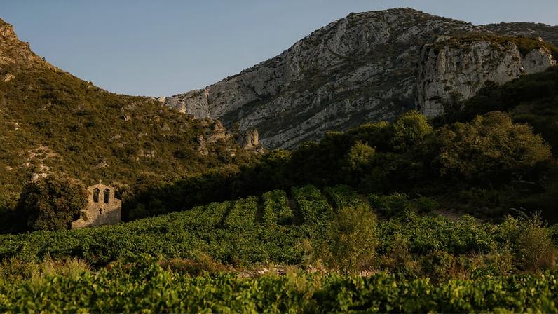 Vineyards in the wine region Languedoc-Roussillon