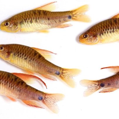 Por que peixes não têm pelos: explicação científica