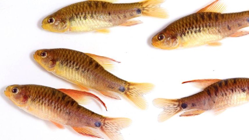 Peixes da espécie Poecilocharax Callipterus.