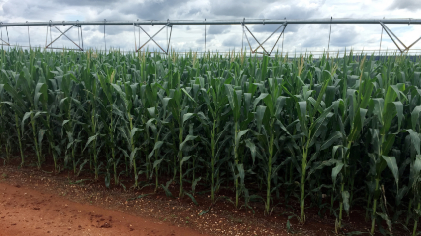 Plantação de milho na fazenda Cercado Grande, em Itajaí