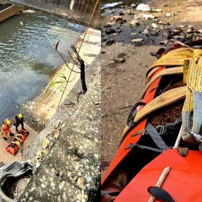 Potro cai de nove metros no Rio Arrudas, é resgatado e morre em BH