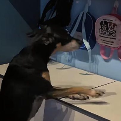 Cadela viraliza ao levar a própria mochila e deixar creche para animais