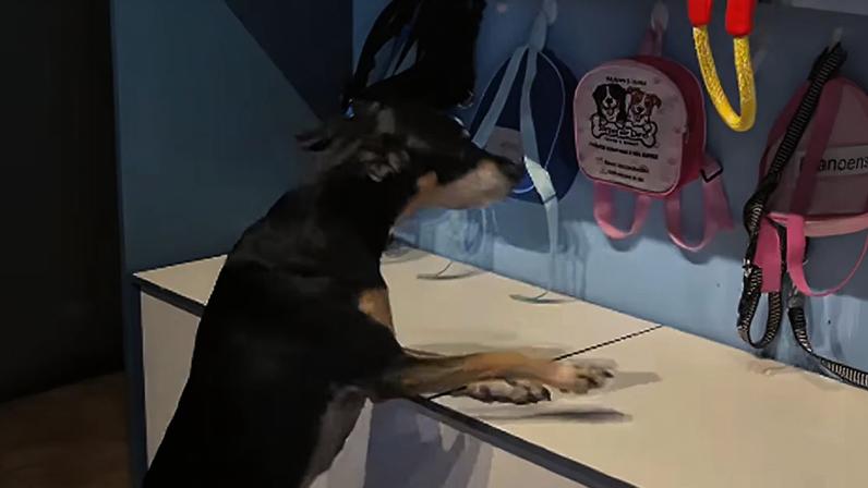 Vídeo com Dolores já acumula mais de 290 mil curtidas