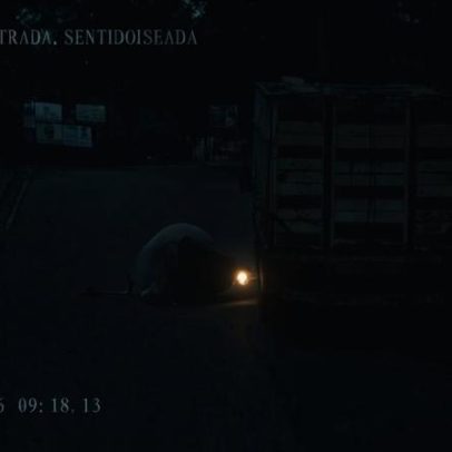 Boi fugido é abatido pela PM após pular de caminhão e colocar motoristas em risco em MG