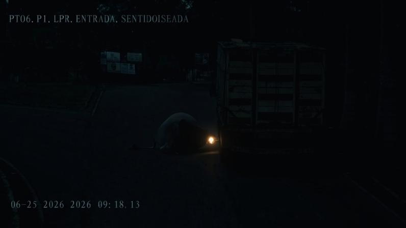 Imagens de uma câmera de segurança registraram o momento em que o boi salta do veículo ainda em movimento